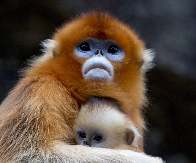 Golden_Snub-nosed_Monkeys,_Qinling_Mountains China