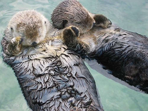 Sea_otters_holding_hands