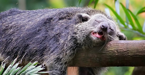 Sleeping-Binturong