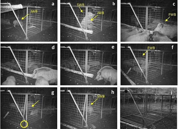 Timeline-and-photos-documenting-the-potential-rescue-event-by-wild-boar-Victims