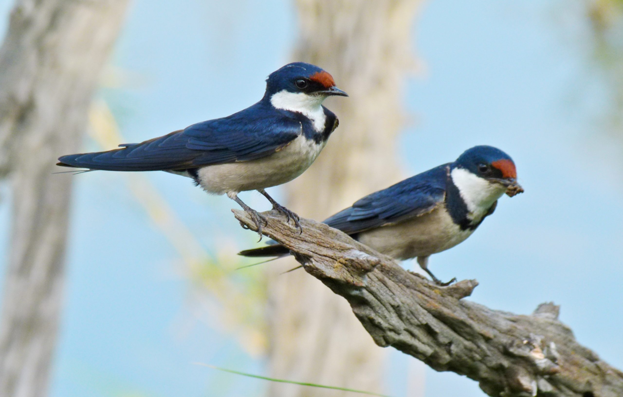 White throated Swallows