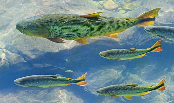 a-school-of-fish-in-the-clear-waters-of-a-river