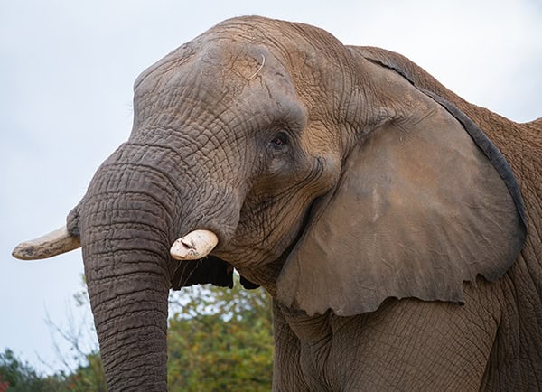 African elephant in the zoo. France