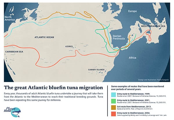atlantic bluefin tuna migration