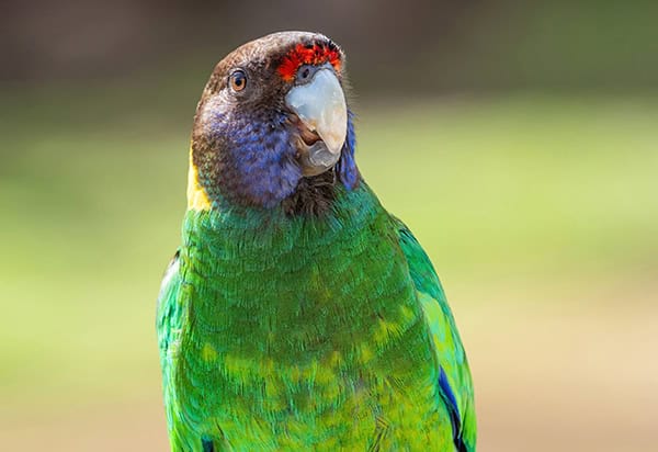 Australian Ringneck or Twenty-eight Parrot