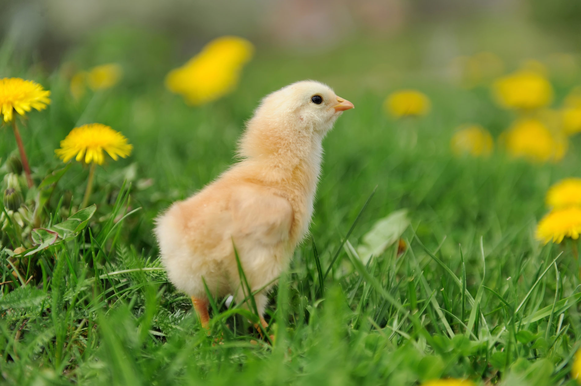 a baby chic free in a field with flowers