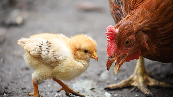 baby-chick-with-red-mother-hen-outdoors