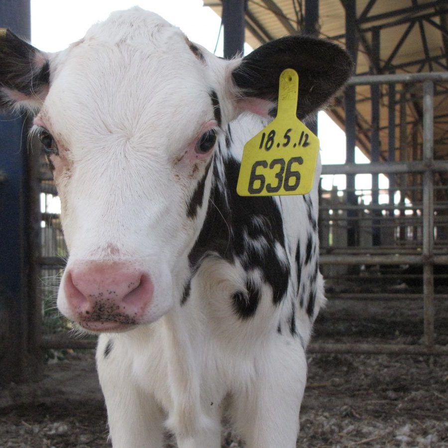 calf-tuvia