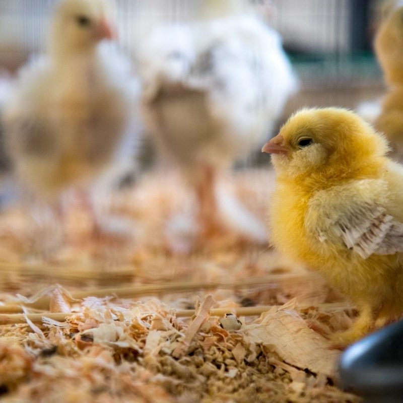 chick-in-meat-industry