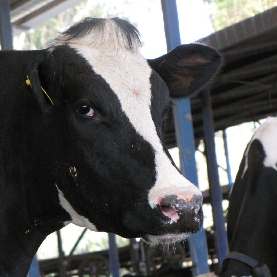 cow-from-dairy-industry