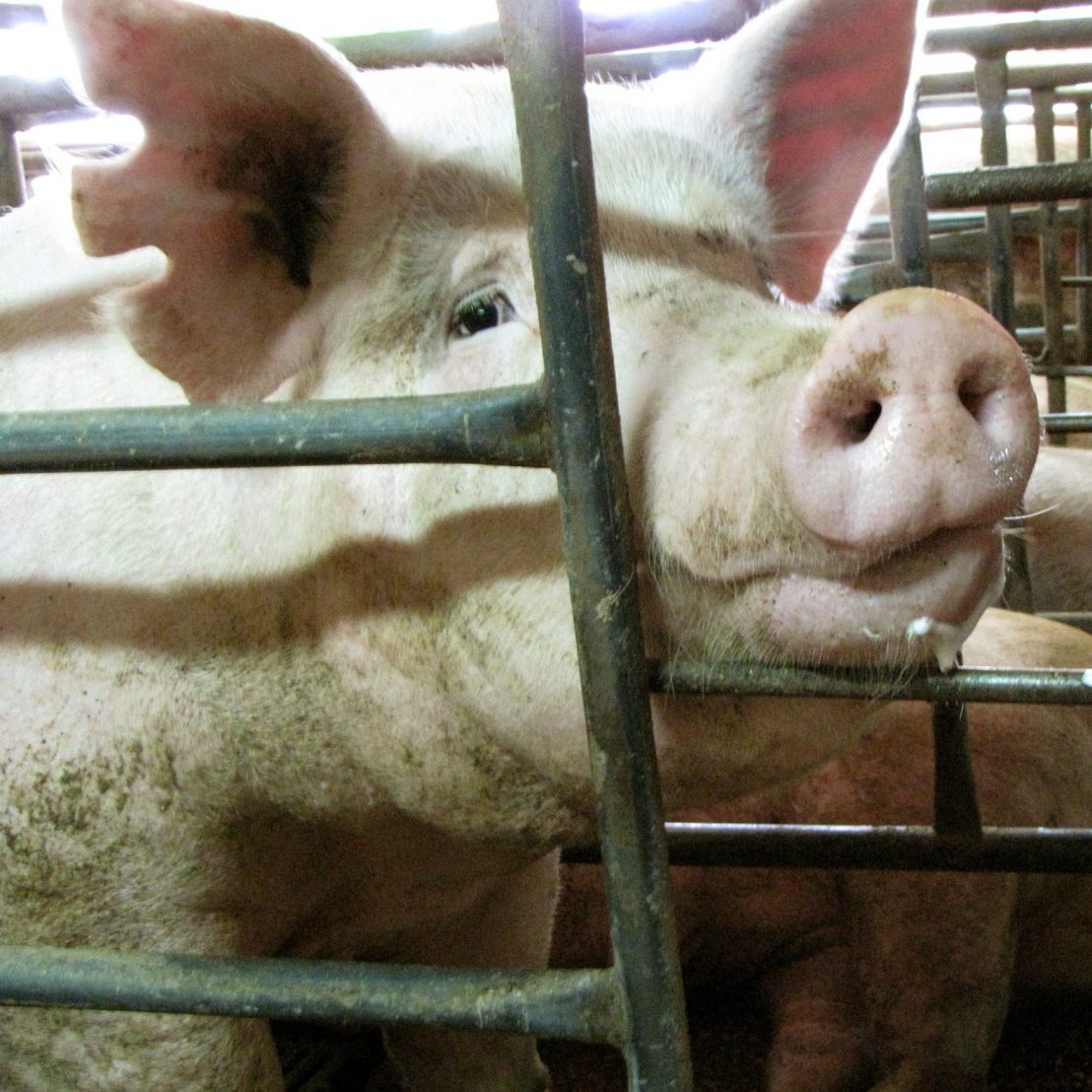 pig-in-meat-industry