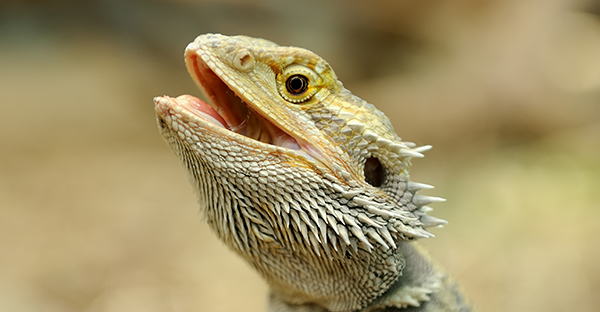 Bearded Dragon Lizard