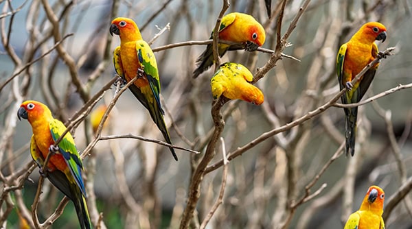 Beautiful colorful sun conure parrot birds on the tree branch