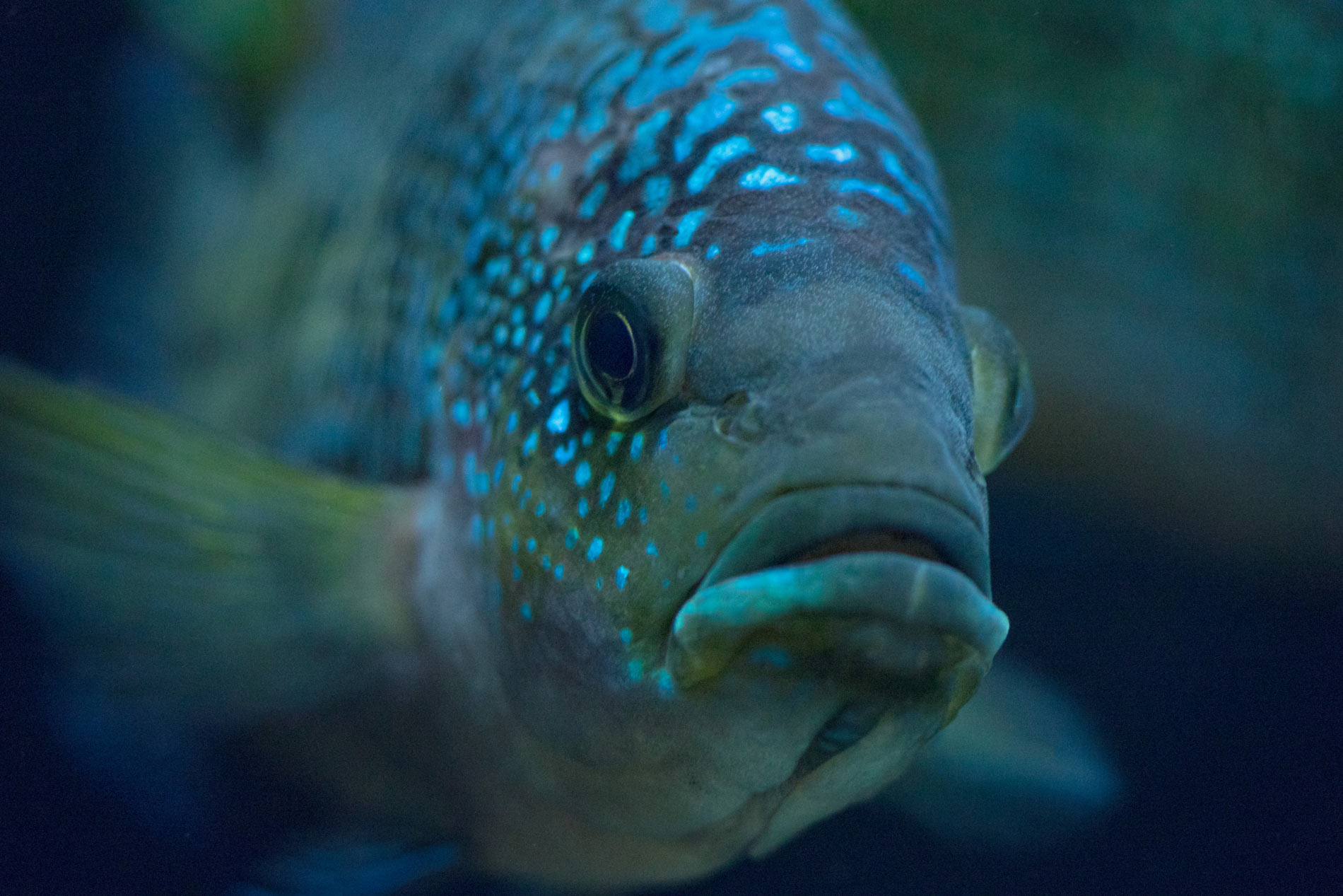 close up on a big blue fish
