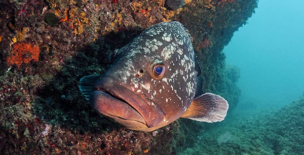 big fish swimming near rocks with colorful coral