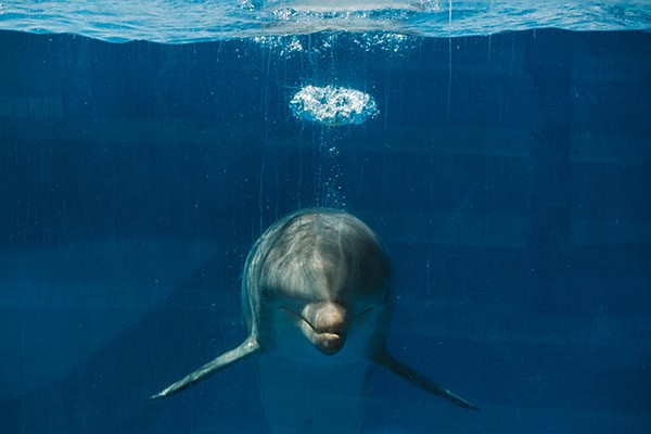 Big gray dolphin in blue water