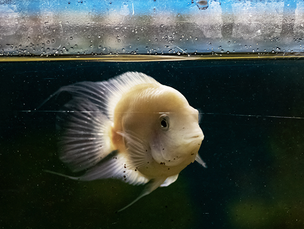 Big yellow fish in dark water in dirty aquarium