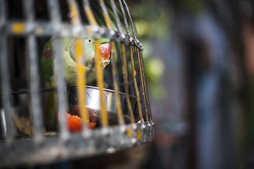 Bird cage on the streets of Varanasi, Uttar Pradesh, India
