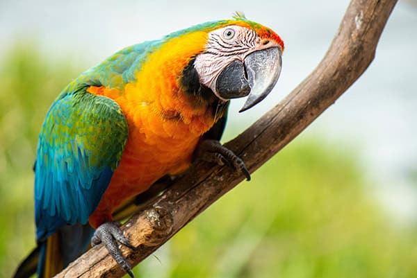 bird, parrot, Scarlet, Macaw