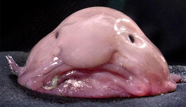 the blob fish as the world's ugliest animal
