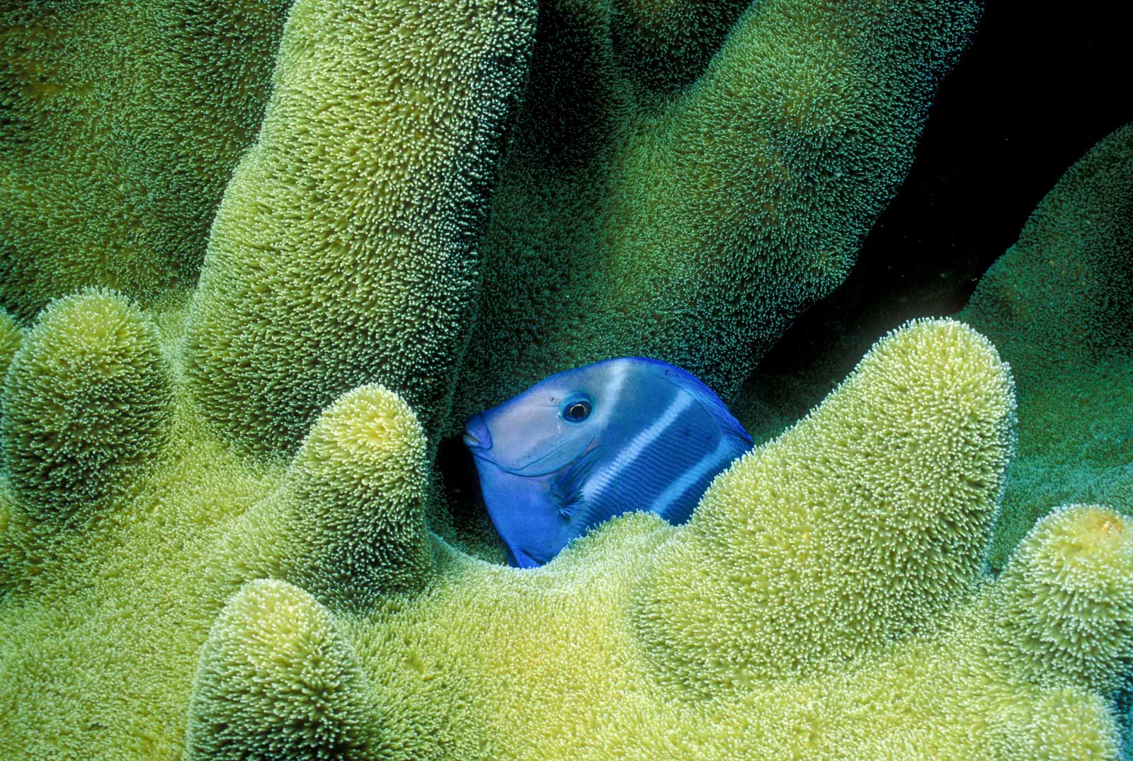 blue fish hiding around green coral