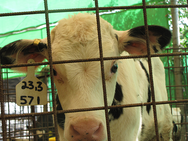 calf-600
