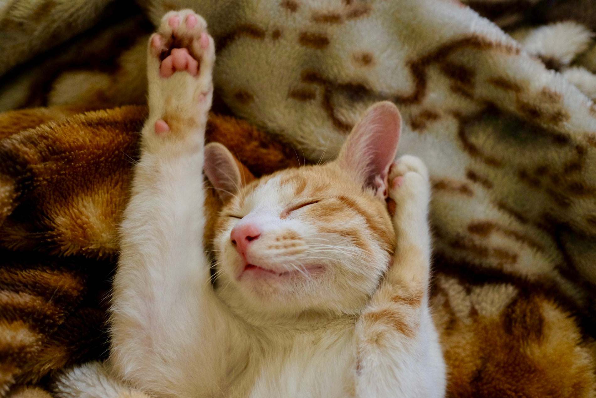 cute cat sleeping on its back