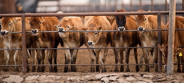 Cattle Chewing Knawing Metal Fence Rail Farm Ranch Livestock