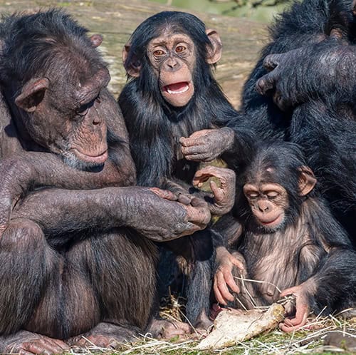 Chimpanzees socializing in natural habitat
