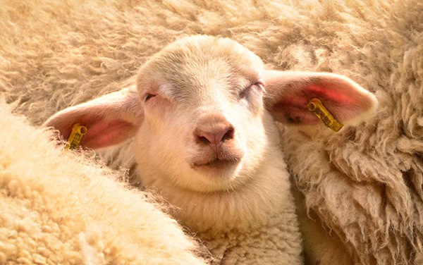 close-up-of-a-lamb-with-soft-creamy-fleece