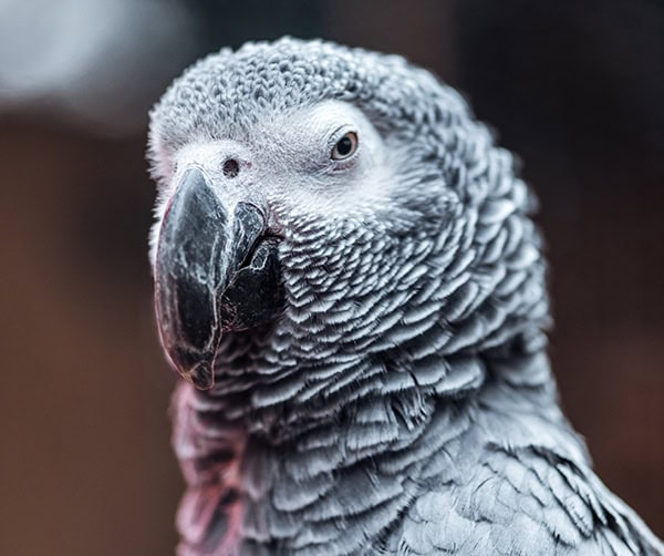 close up view of vivid grey fluffy parrot with big beak