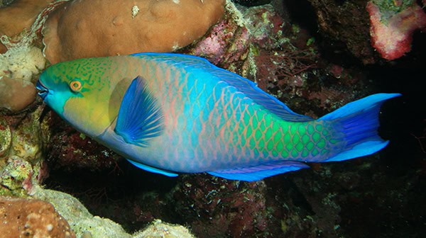 colorful-parrotfish-amongst-coral-in-ocean