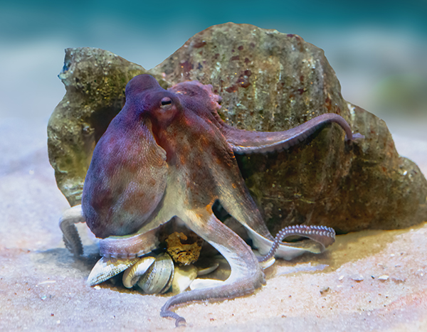 Common Octopus underwater (Octopus vulgaris)