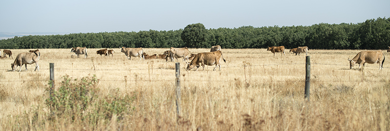 פרות במרעה. המניע הישיר לרוב אובדן היערות באמזונס