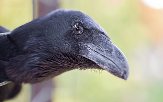 A domestic crow looks out of its cage. Close up.
