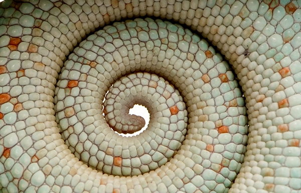detailed-scales-of-a-reptile-s-curled-tail