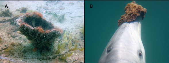dolphinwithsponge-2-eric-patterson-588