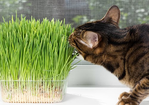 Domestic cat eating green grass