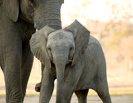 elephant calf and his mother