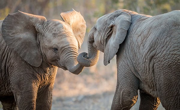 Elephants playing in the Kruger.