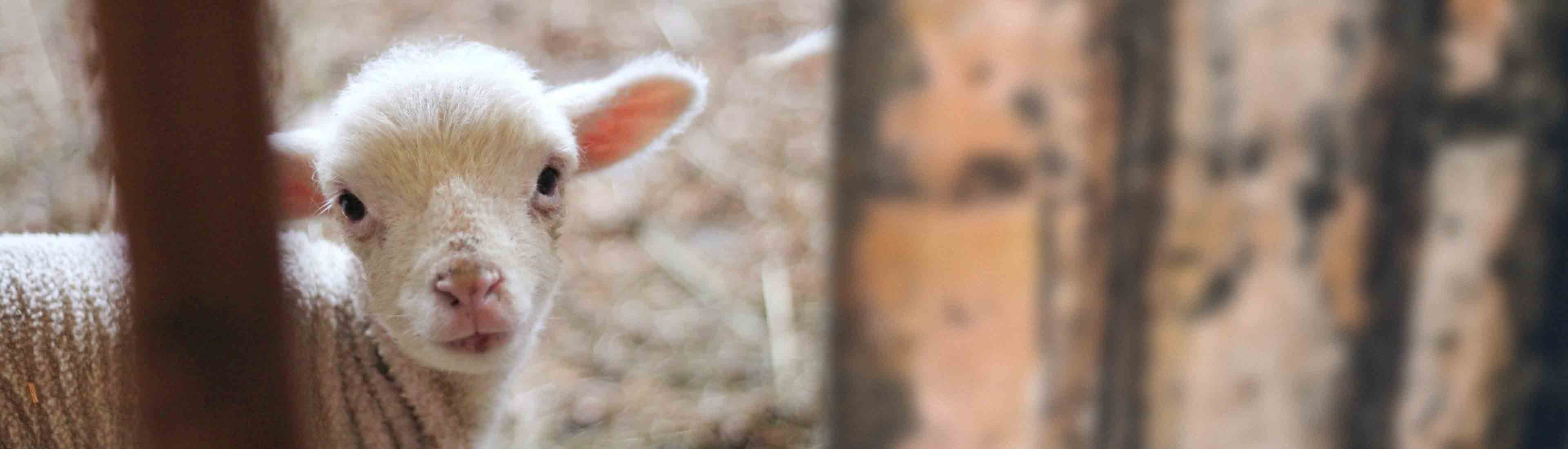 Animals-Now donation background image