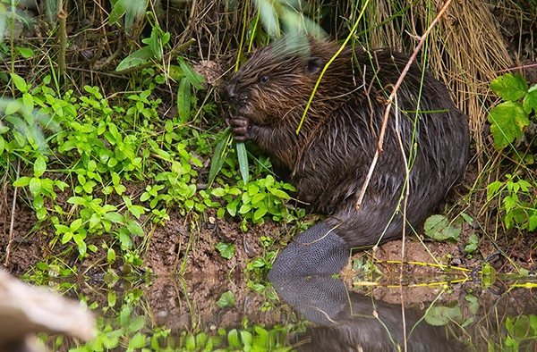 eurasian-beaver-sitting-on-riverbank-in-summer