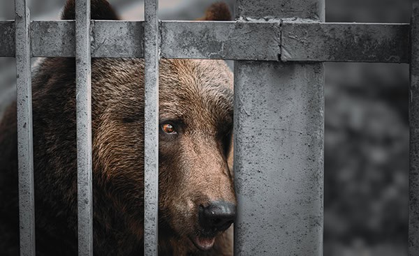 European Eurasian Brown Russian Bear Ursus Arctos Arctos In Cage
