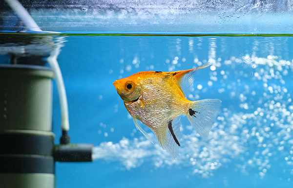 Colorful exotic fish swimming in deep blue water aquarium with green tropical plants