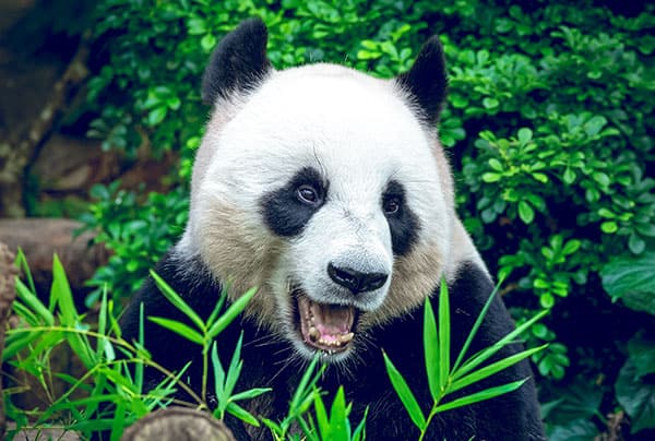 giant-panda
