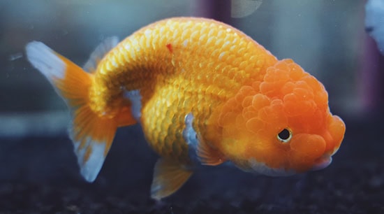 lionhead goldfish