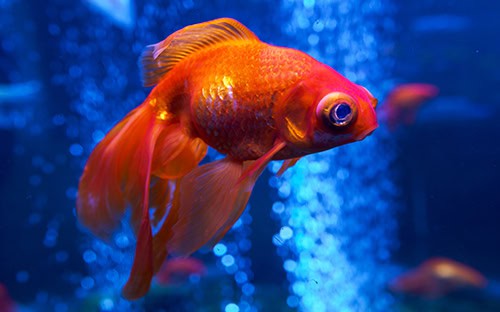 Goldfish in the aquarium