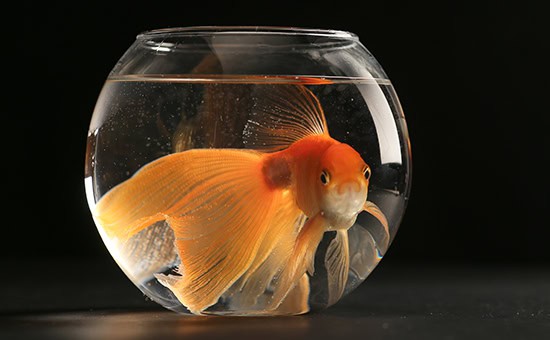 Goldfish in the aquarium