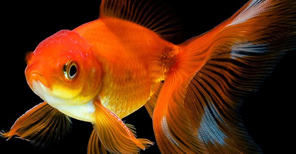 goldfish isolated on a dark black background