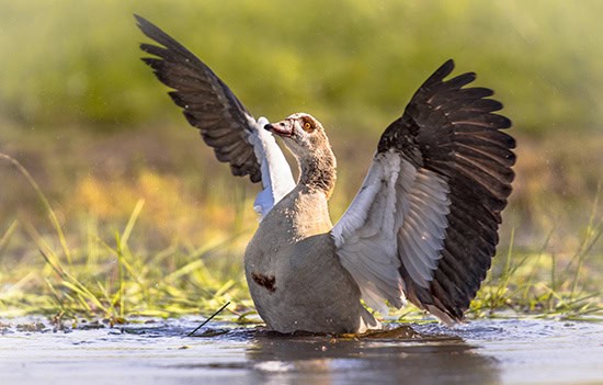 Egyptian goose flying off